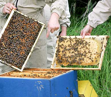 Monthly Beekeeping Classes