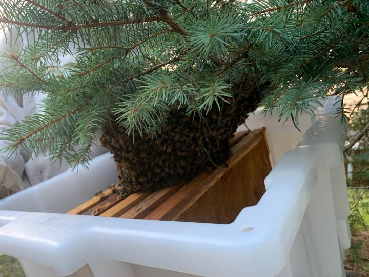 Honey Butler Hive Butler Swarm Saver — Swarm Capture Tool — Hidden Hollow Honey
